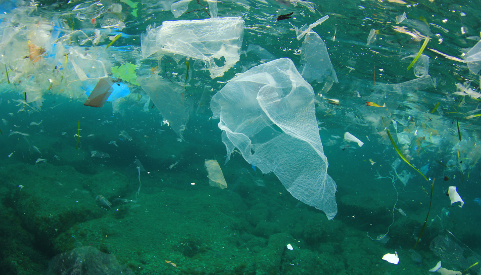 plastic pollution marine life going green